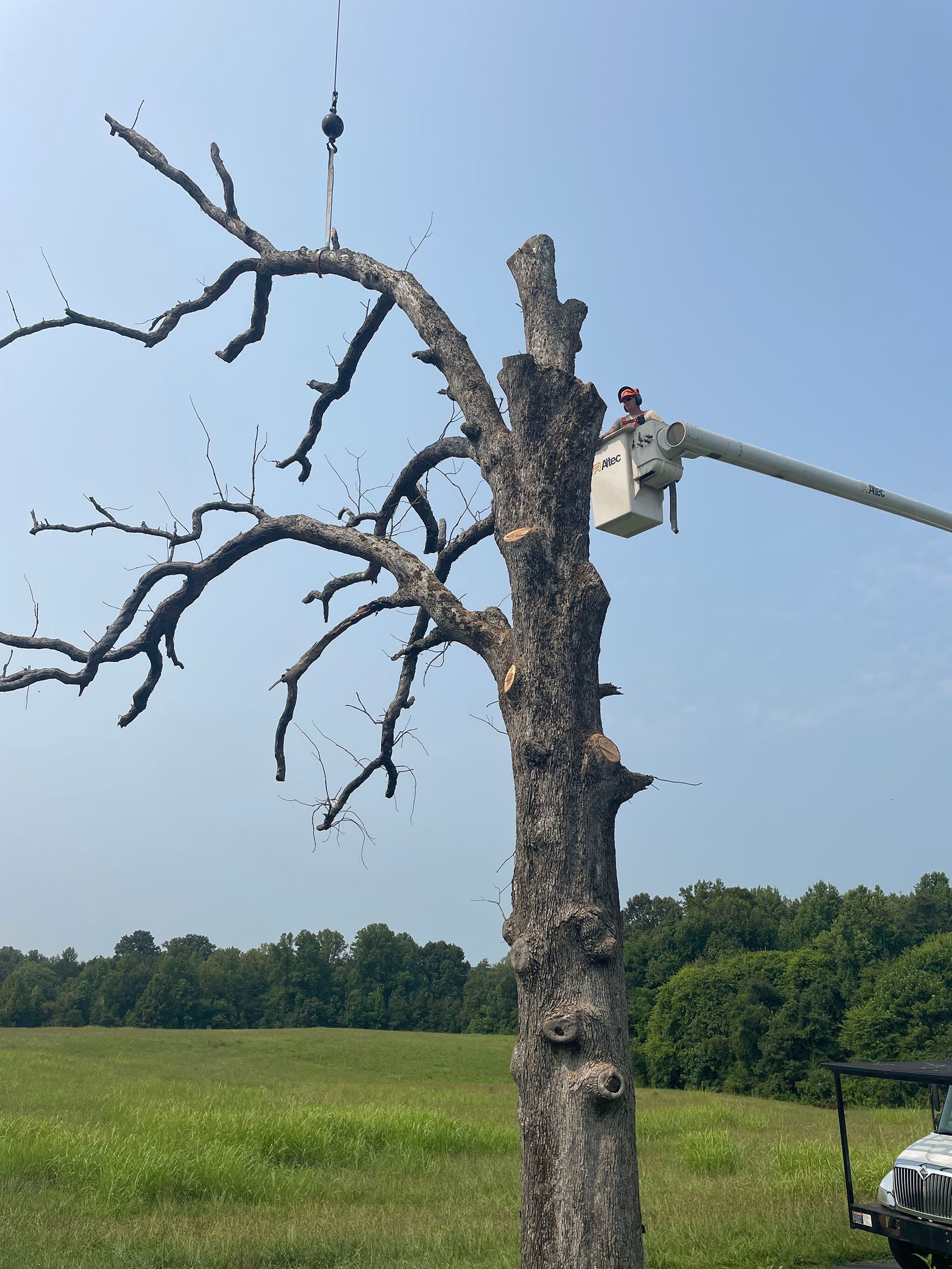 Tree being cut down in a grassy field, with a bucket lift and clear blue sky.