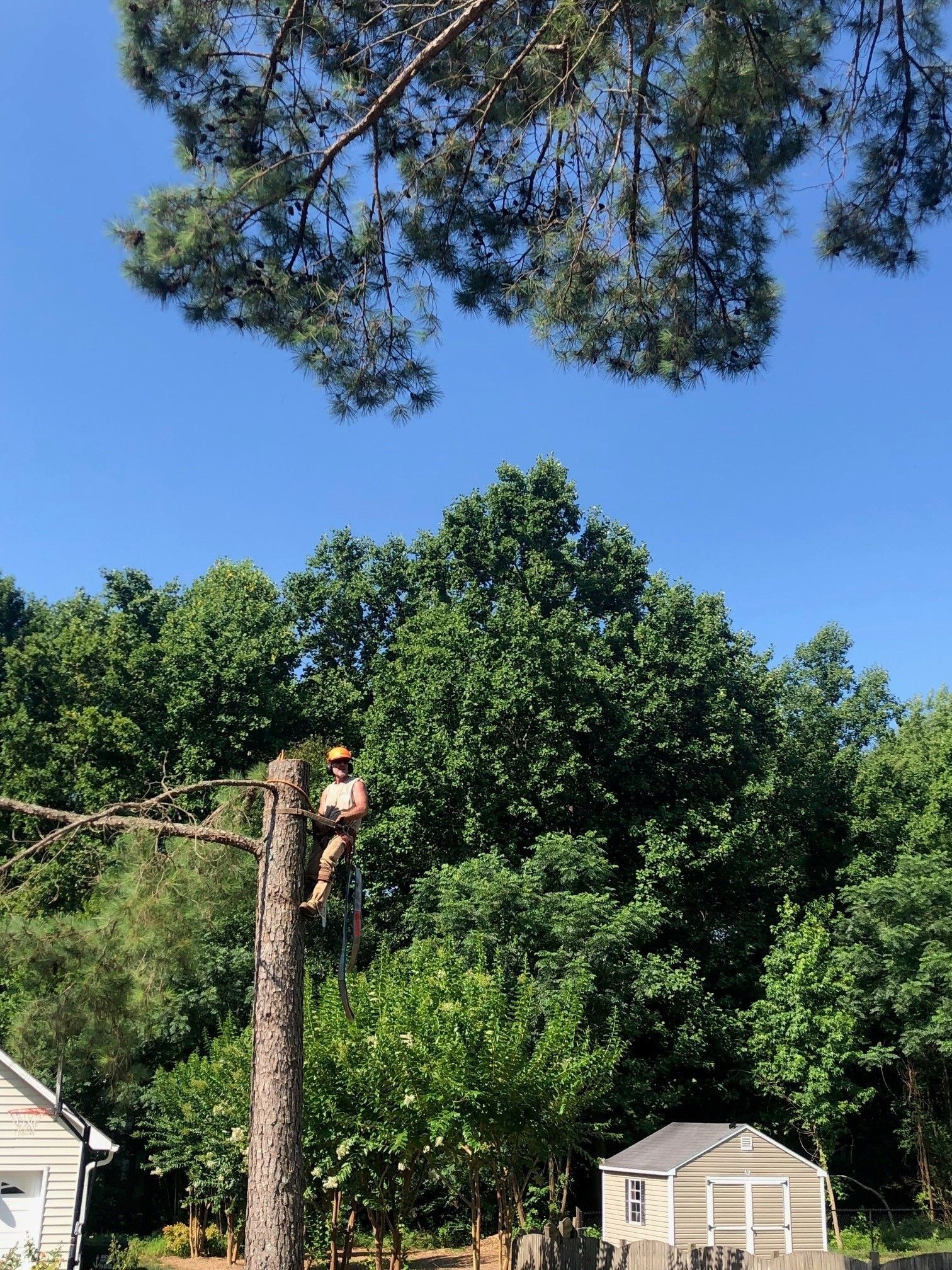 Worker in a tree trimming branches, with houses and a blue sky in the background.