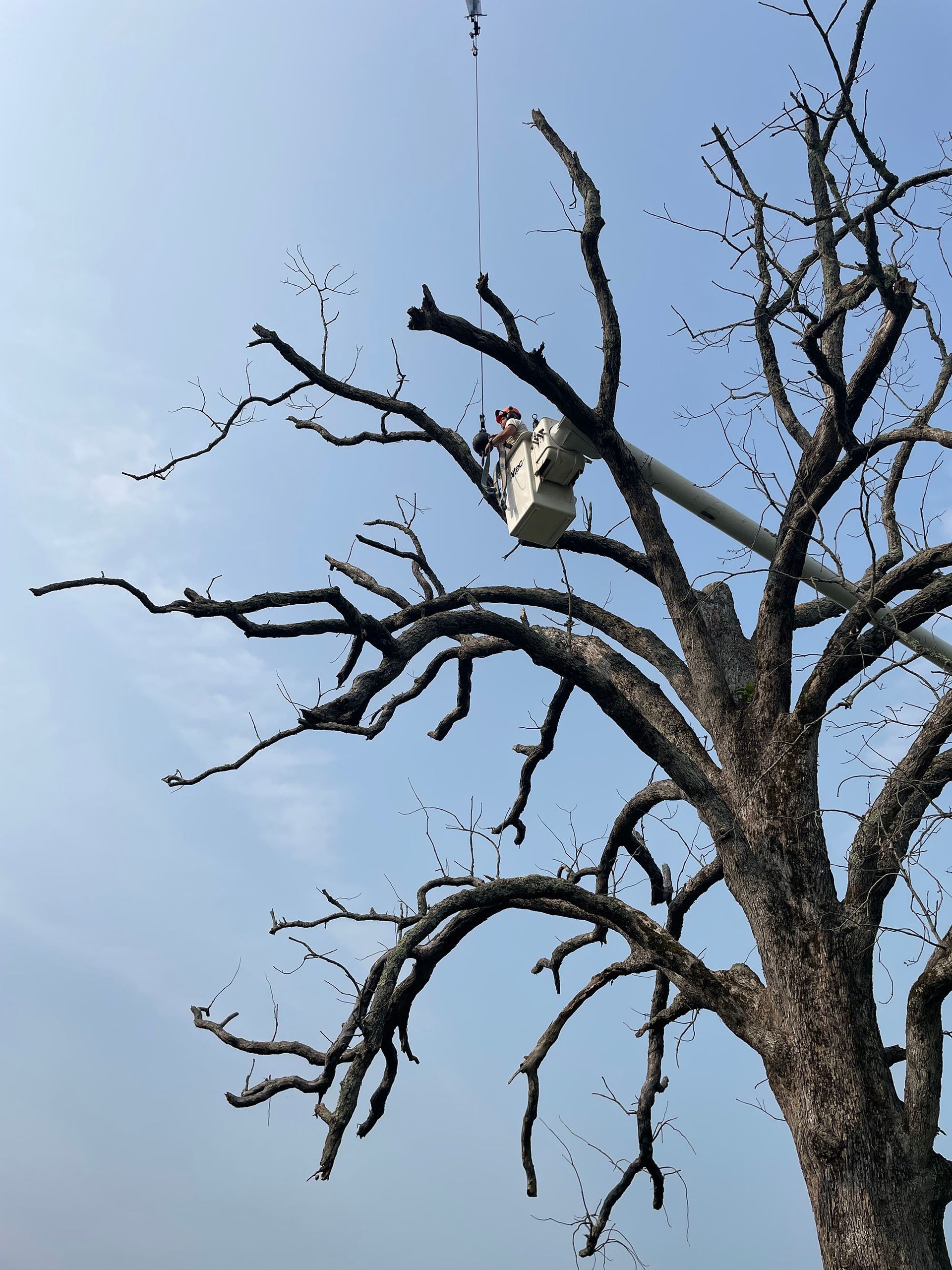 Leafless tree with a white cat perched on a high branch against a blue sky