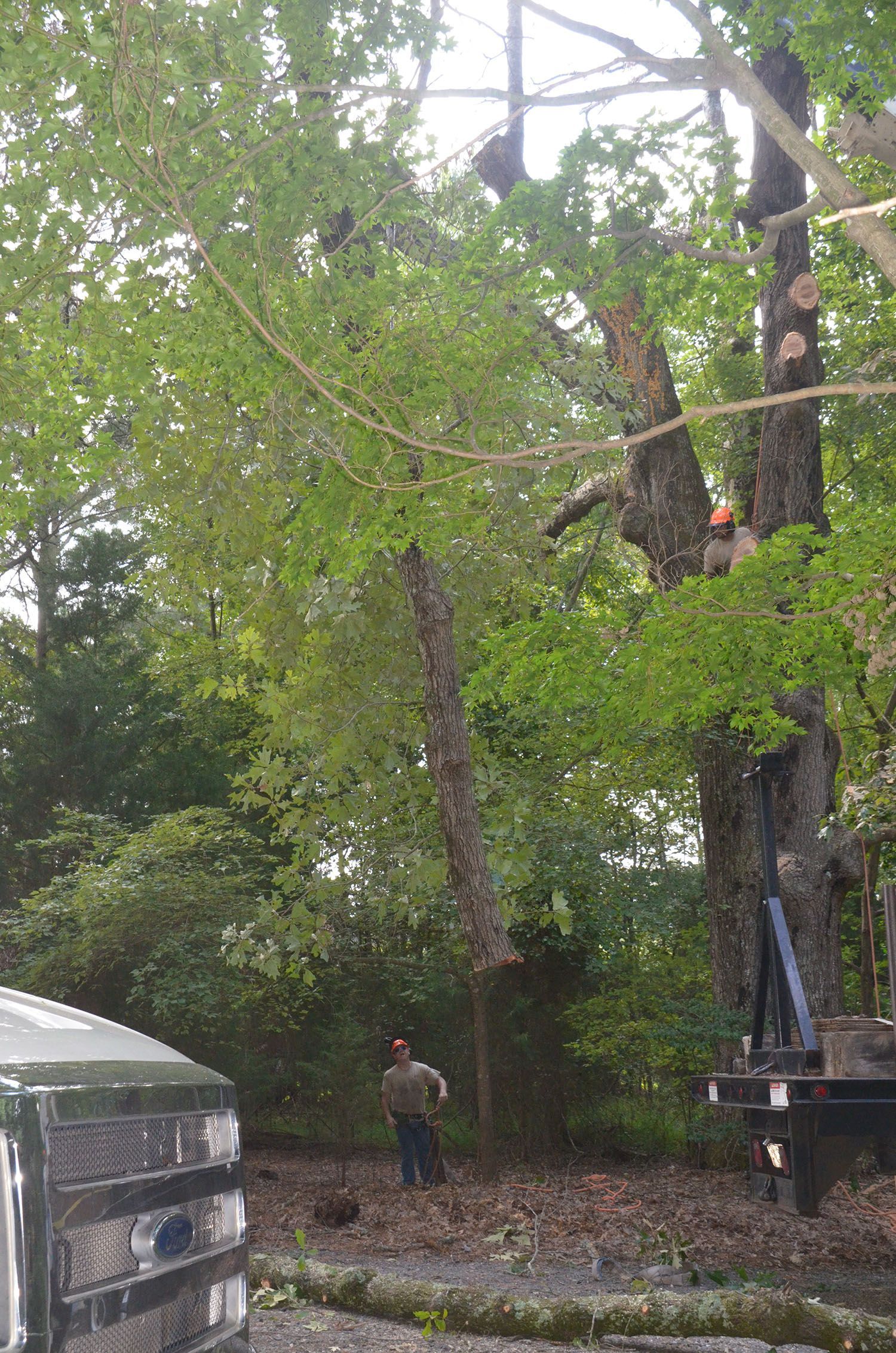 Man standing in a wooded yard beside a large tree being worked on by a bucket lift.