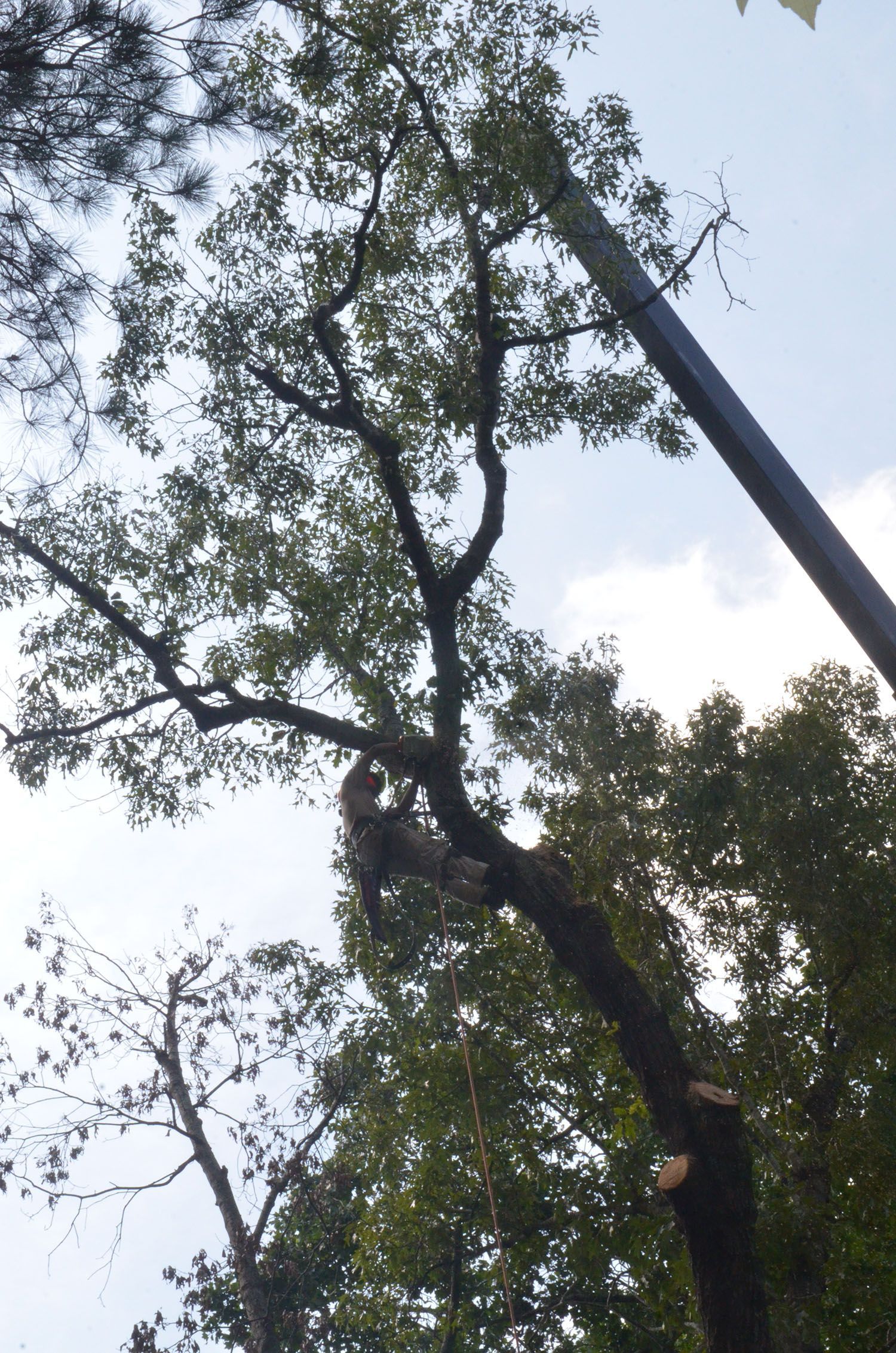 Tall trees with leafy branches reaching up beside a utility pole against a cloudy sky