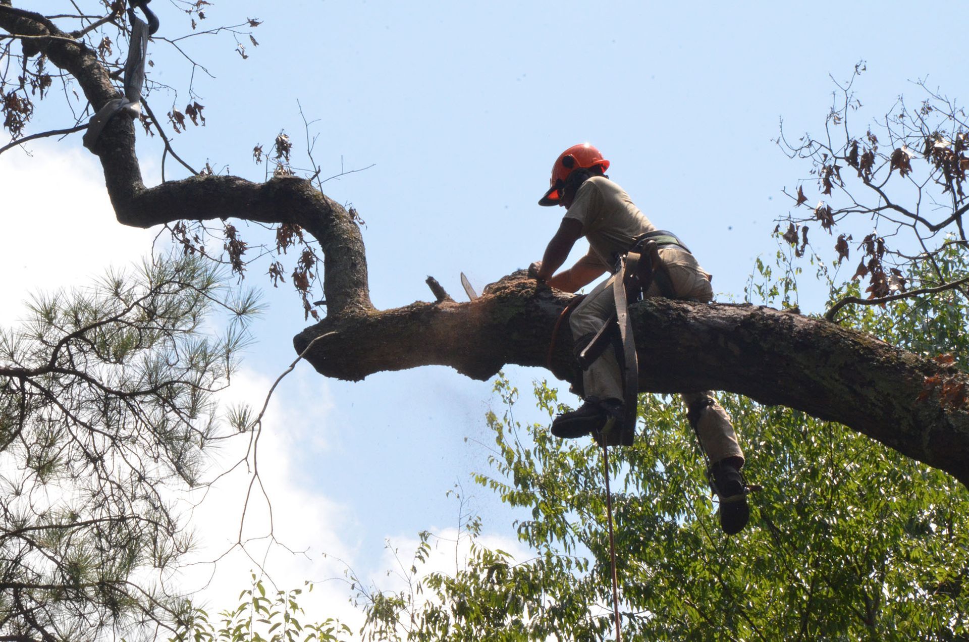 Tree worker wearing an orange helmet and harness sits on a large fallen branch among pine trees