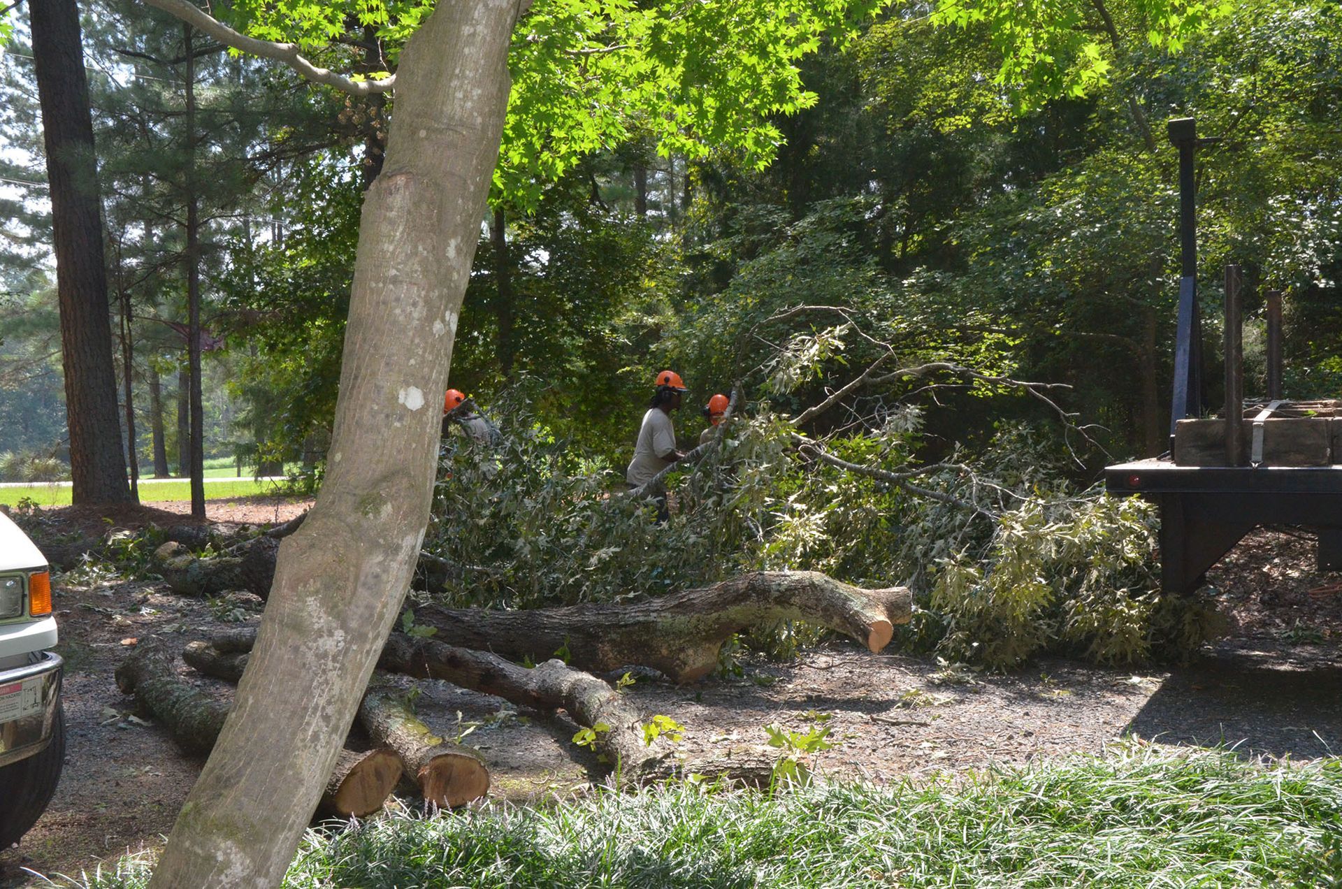 Storm-damaged trees and branches in a sunny park beside a parked car
