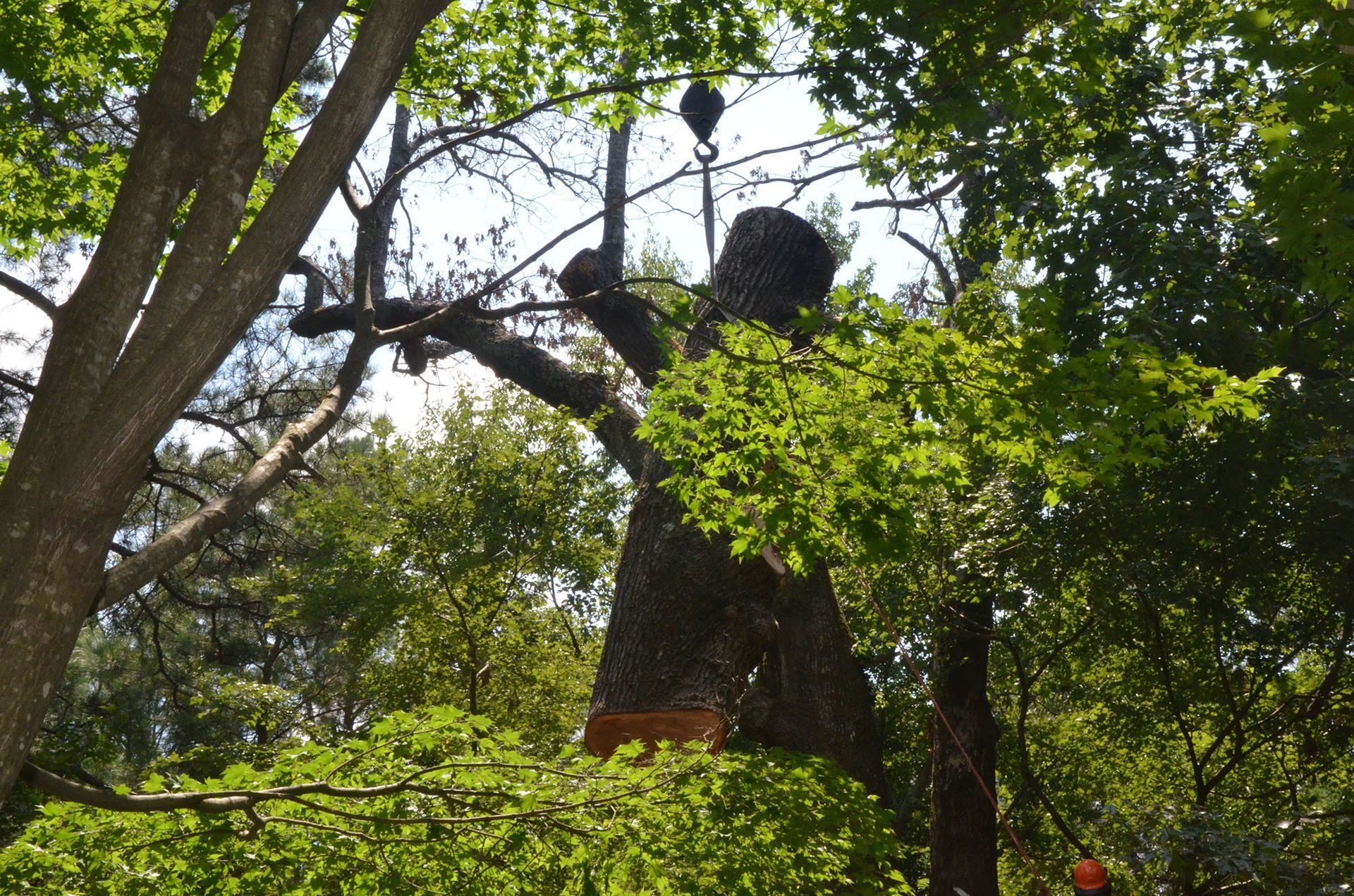 Large dark statue in a leafy park, partially hidden among trees and green foliage.