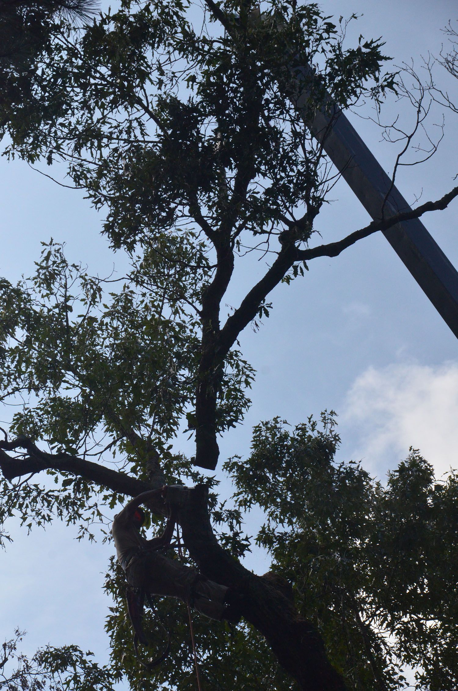 Tall tree with sparse leaves against a partly cloudy sky, next to a utility pole.