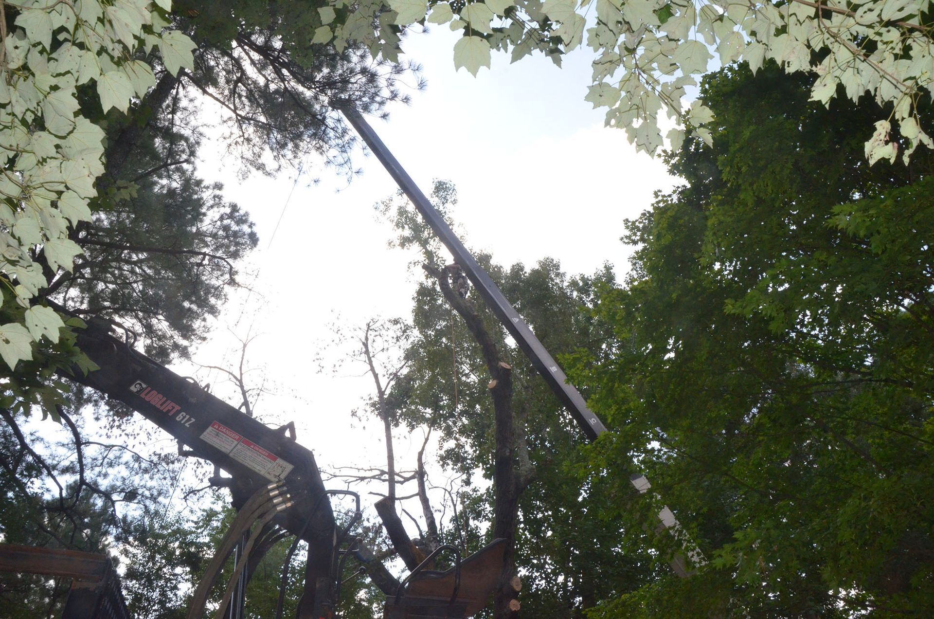 Two cherry pickers trimming tall trees under a bright sky in a leafy park