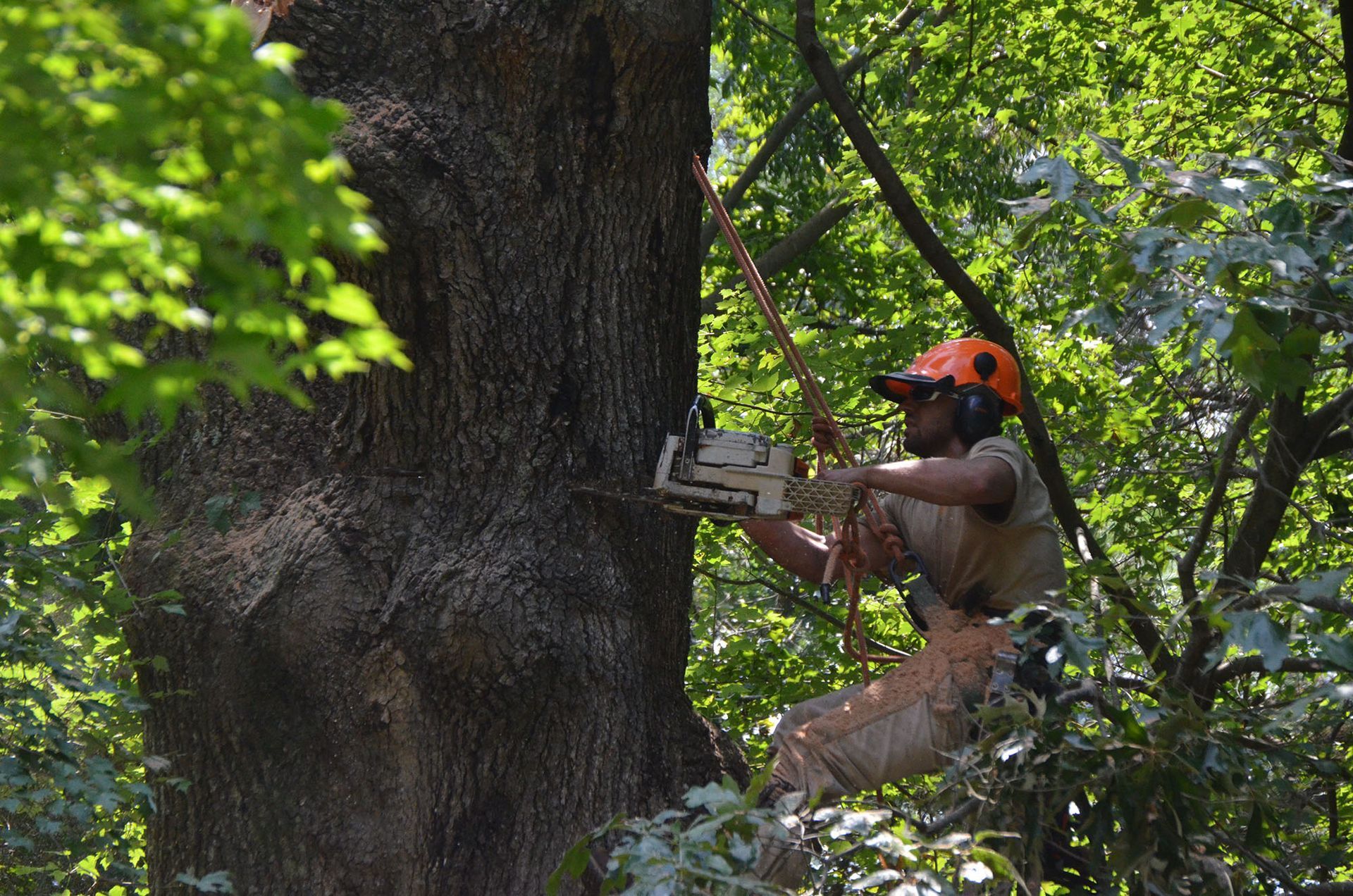Worker in orange helmet using a chainsaw to cut a large tree trunk in a wooded area