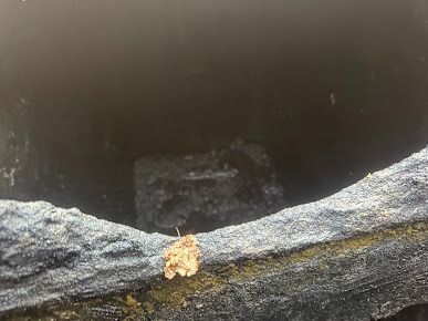 Close-up view into a dark, textured container. A small, brown, crumpled leaf sits near the edge.