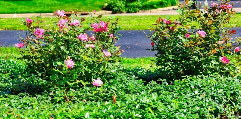 A bush with pink flowers and green leaves in a garden.