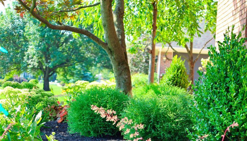 A lush green garden with trees and bushes in front of a house.