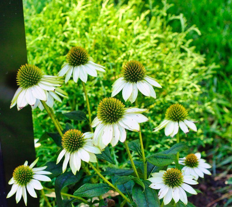 A bunch of white daisies with green centers