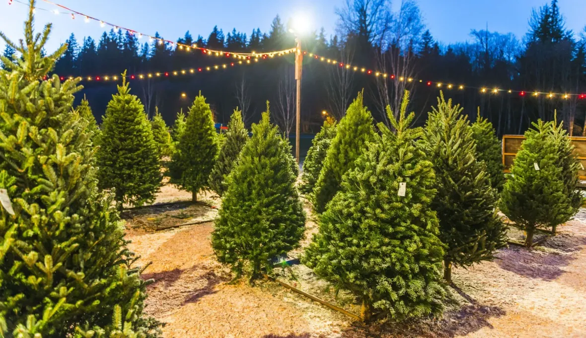 Rows of small evergreen trees under string lights at a Christmas tree lot outdoors