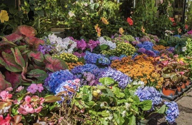 Colorful flower display with hydrangeas and potted plants in a garden center