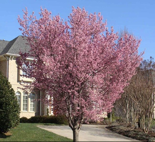 Pink blossoming tree beside a suburban house and driveway on a sunny spring day