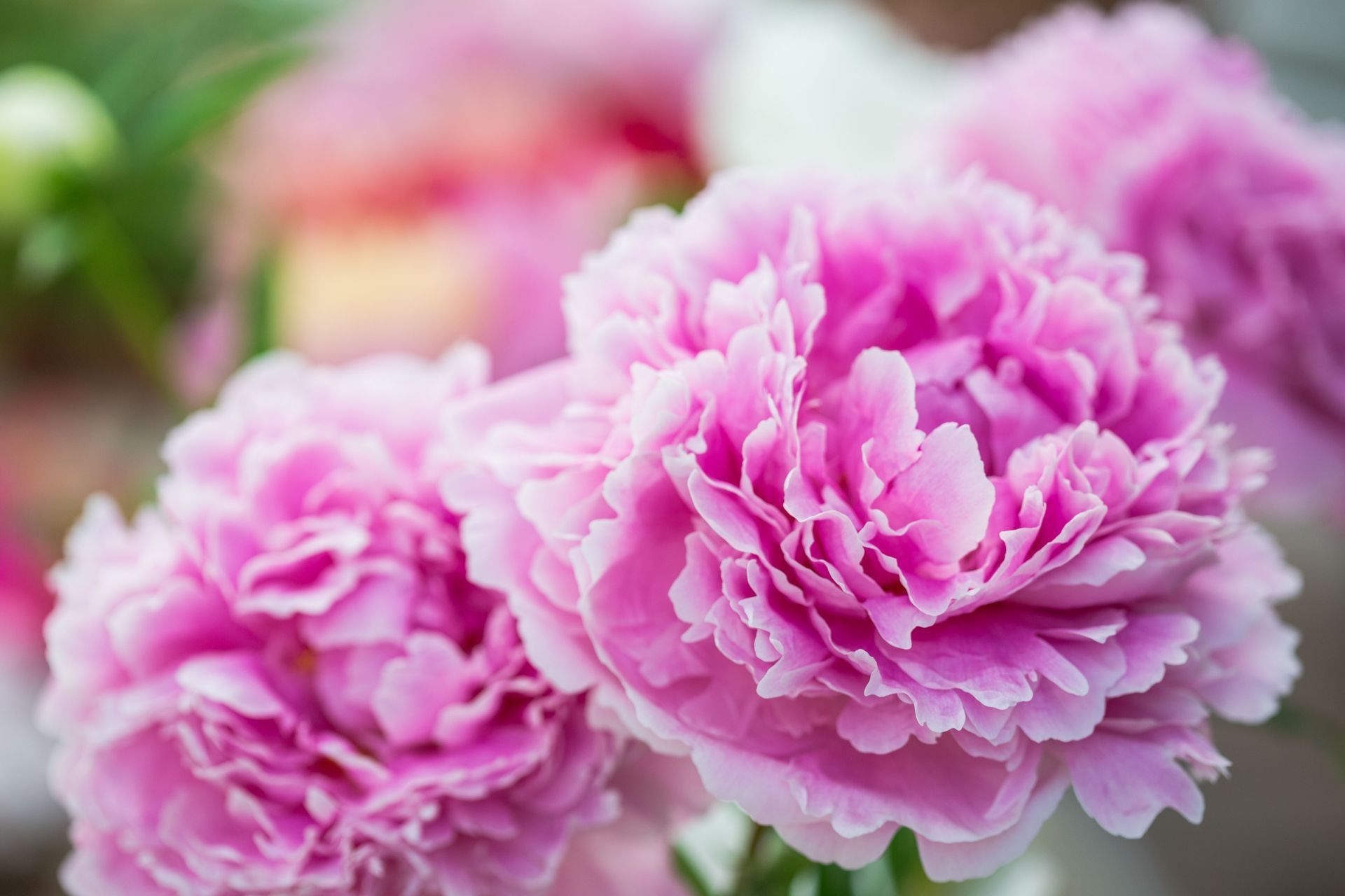 Close-up of two pink peony blossoms in soft focus with a blurred garden background