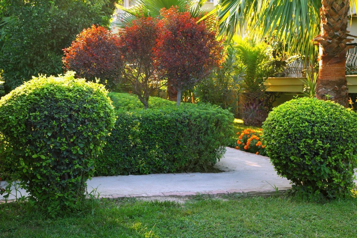 Lush garden path bordered by rounded green shrubs and red-leafed bushes in bright sunlight