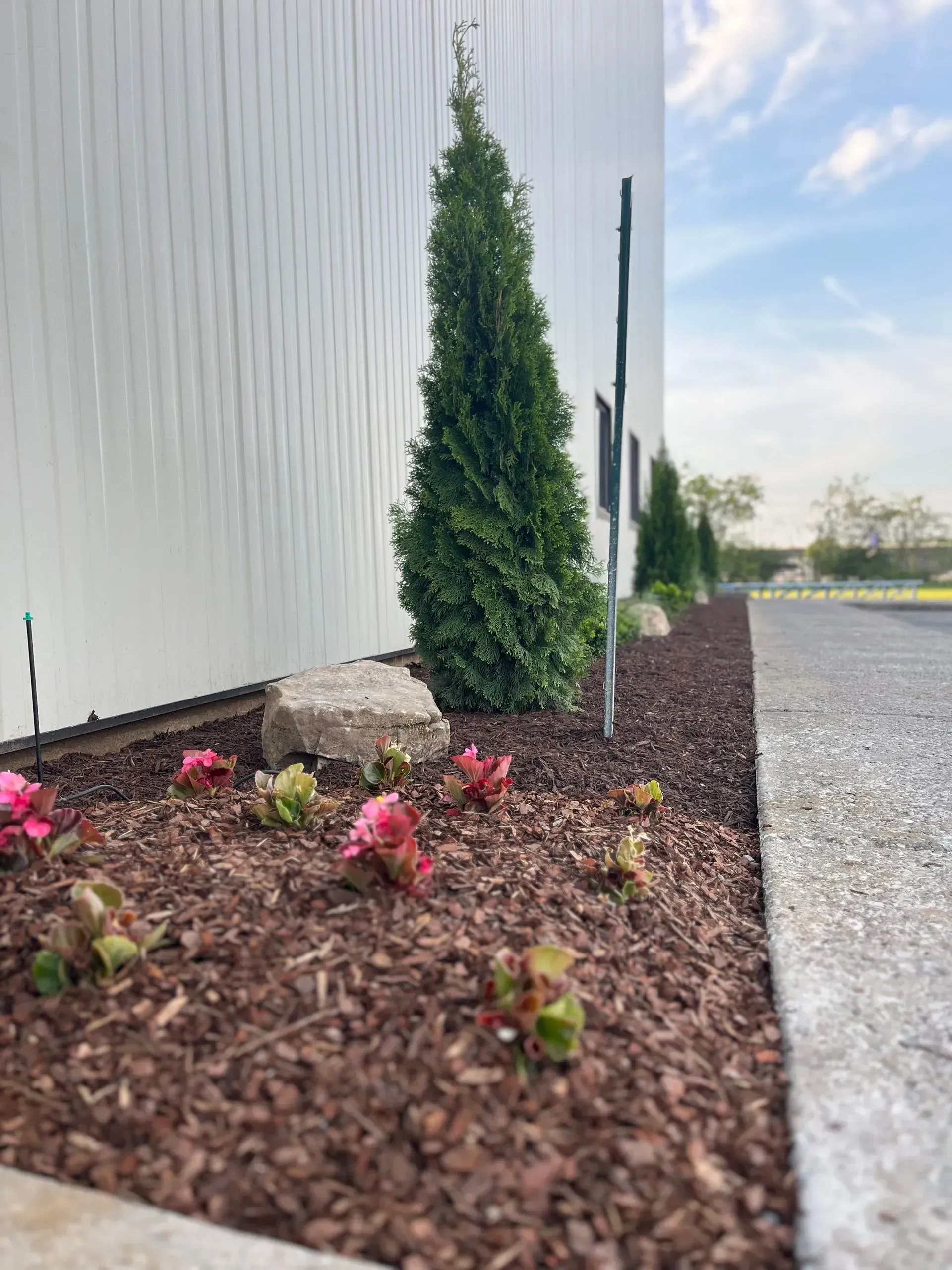 A narrow garden bed with evergreen trees, pink flowers, and brown mulch next to a white building.