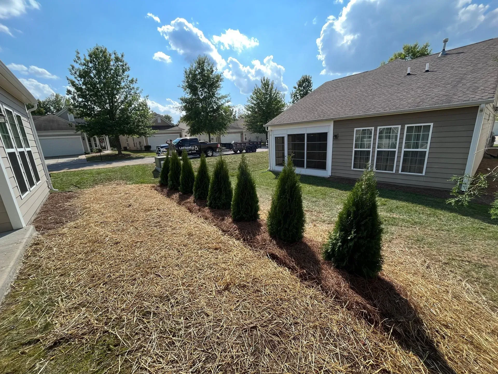 Row of green arborvitae trees along a mulched flowerbed in front of a tan house on a sunny day.