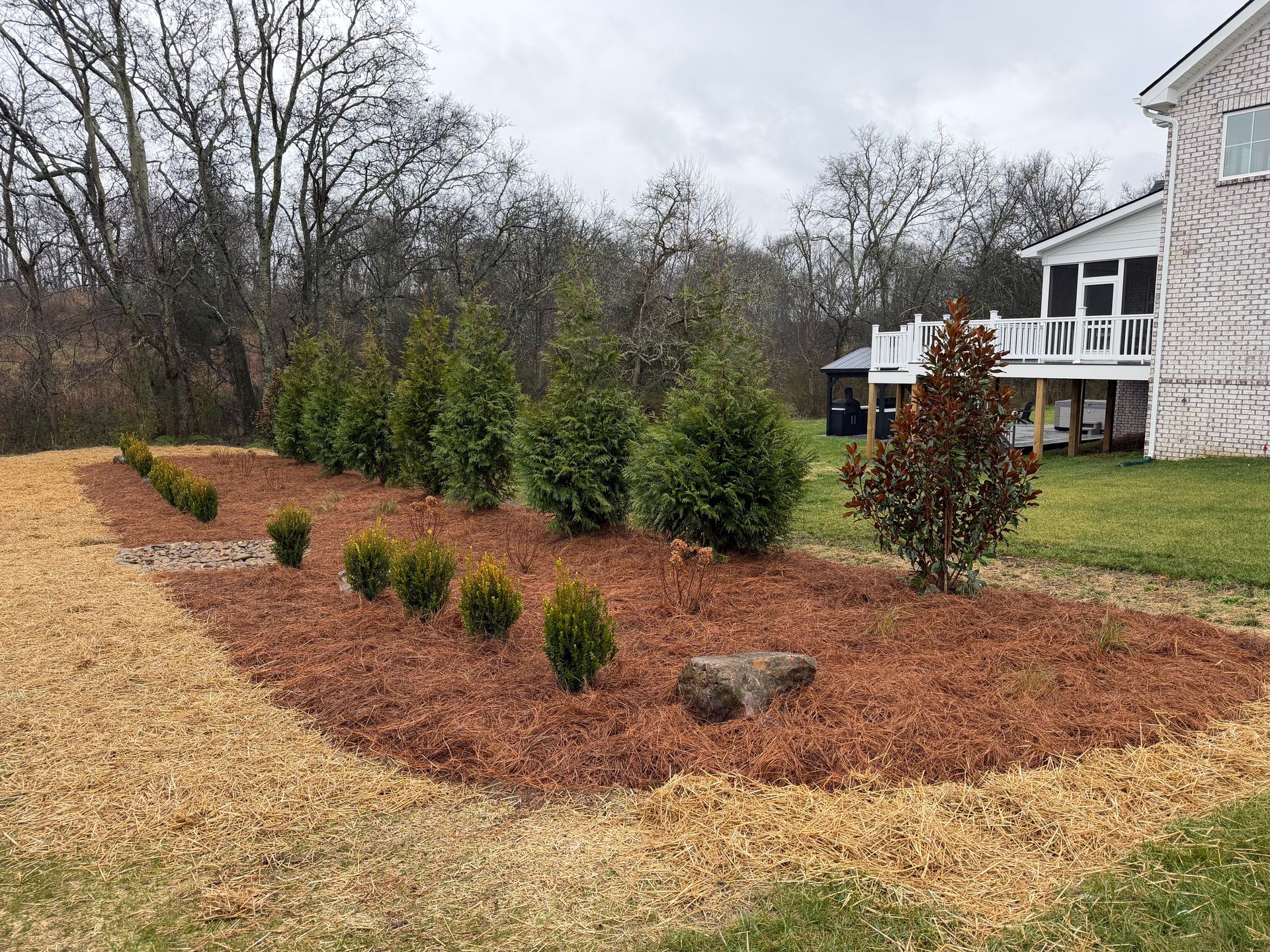 Landscaped yard with evergreen trees, shrubs, and mulch near a house.
