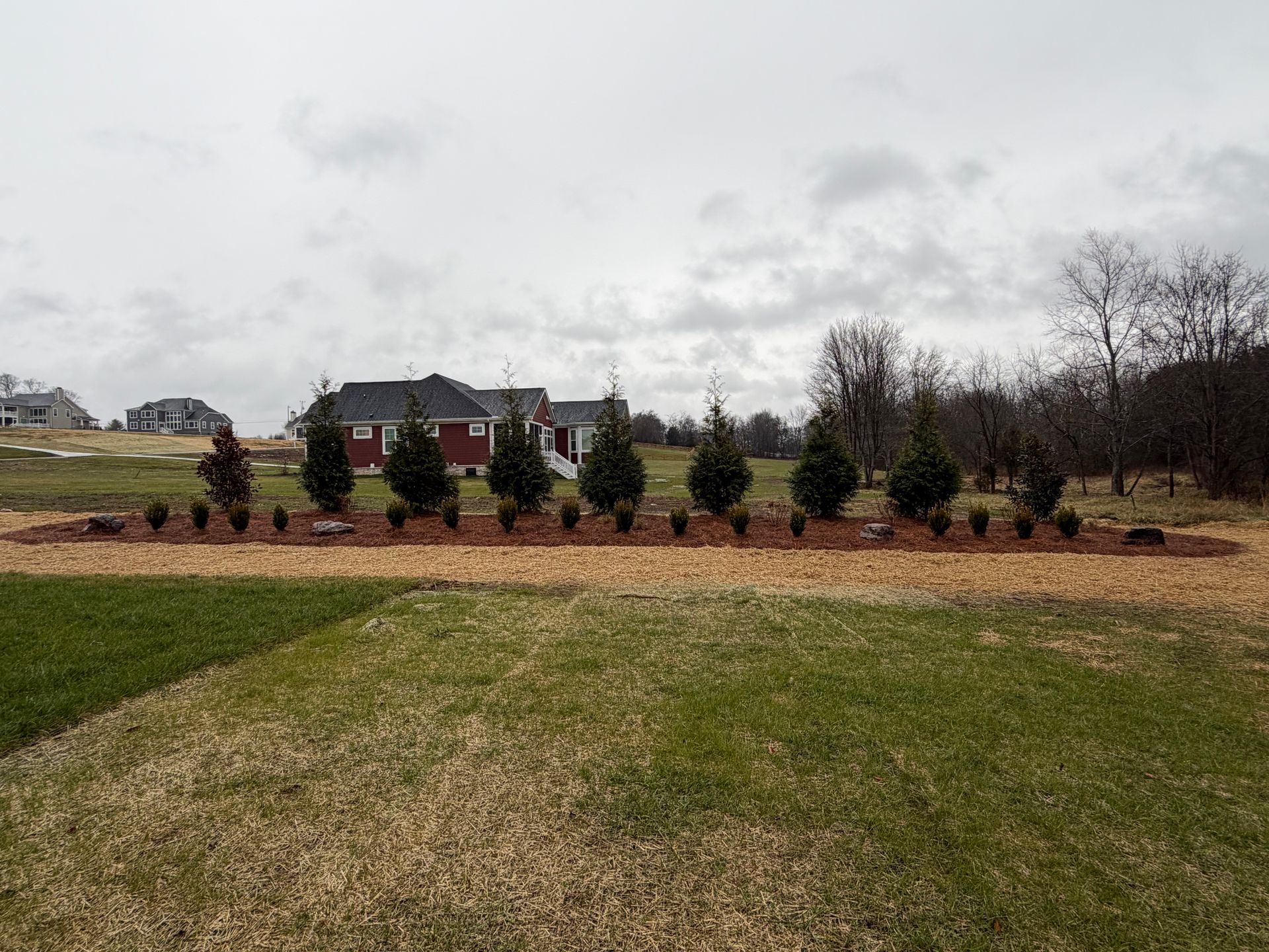 A row of evergreen trees and shrubs in a bed of mulch in front of a house.