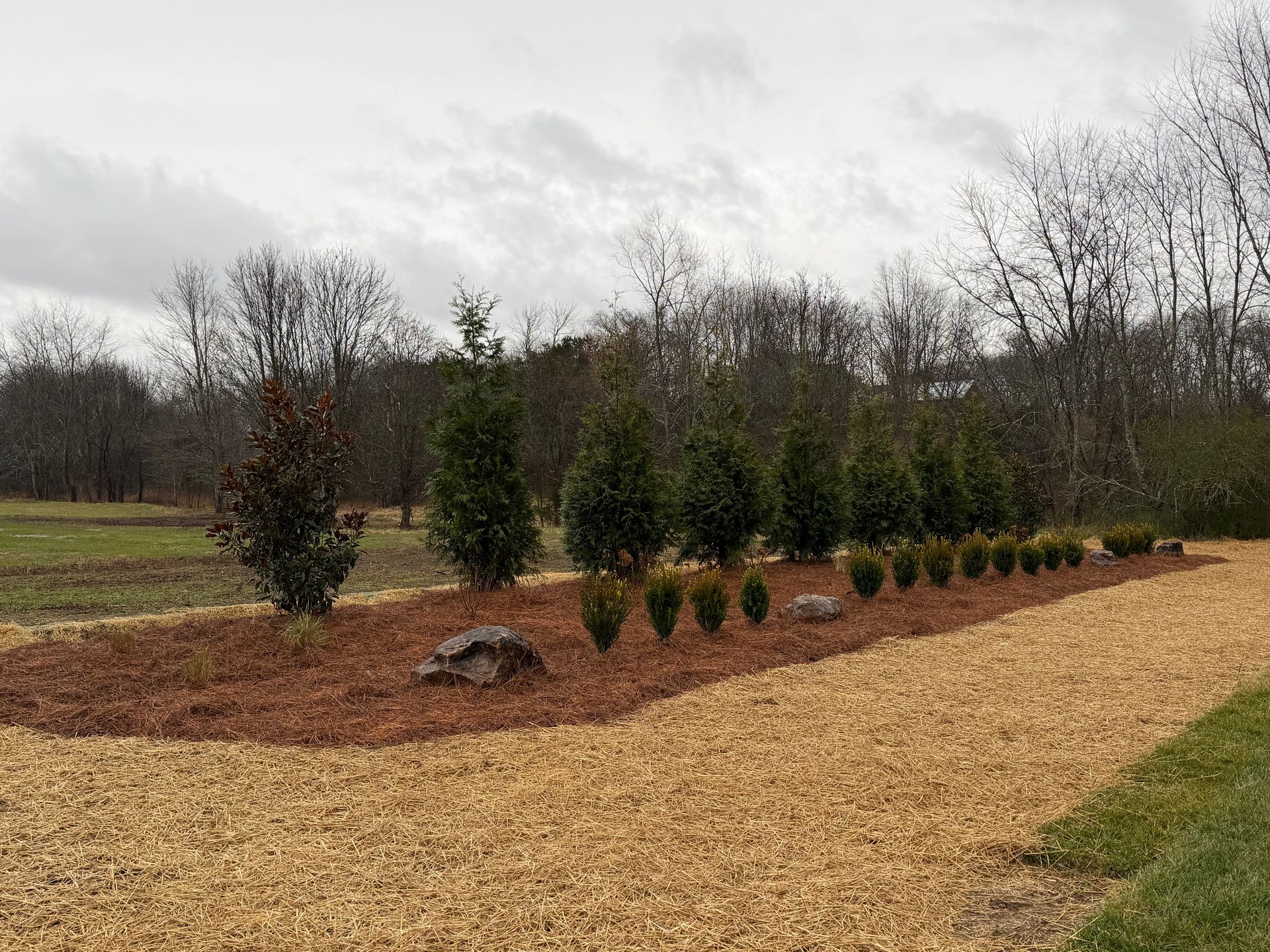 Row of evergreen trees with brown mulch and wood chip ground cover under a cloudy sky.
