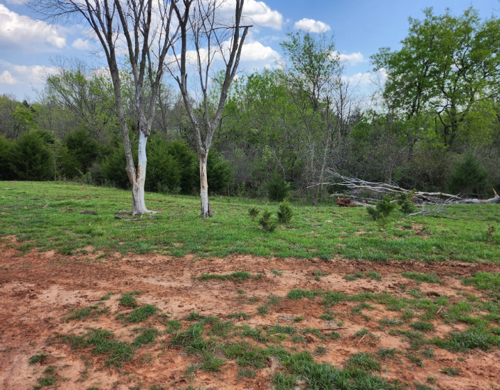 Two bare trees with whitewashed trunks stand on a grassy hill overlooking a wooded area with red soil in the foreground.