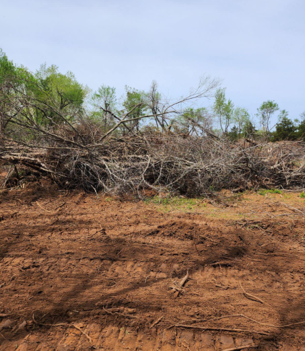 A pile of cleared, dry tree branches sits against a line of green trees on a patch of freshly disturbed reddish soil.
