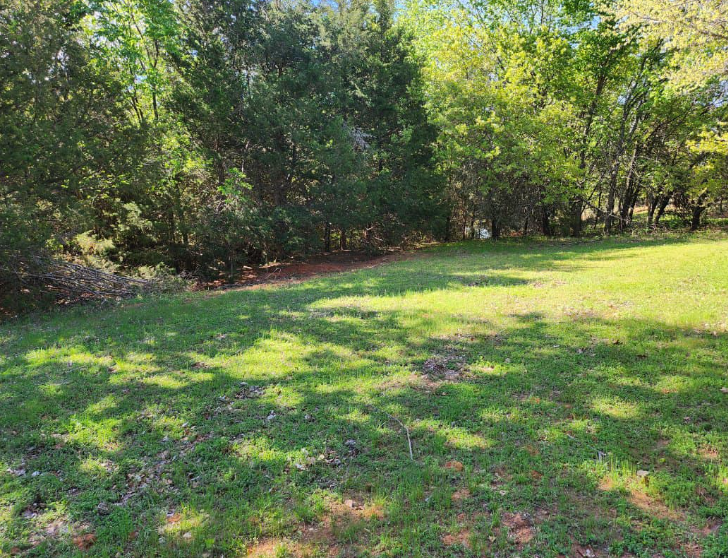 A grassy yard borders a dense forest under a bright, sunny sky.