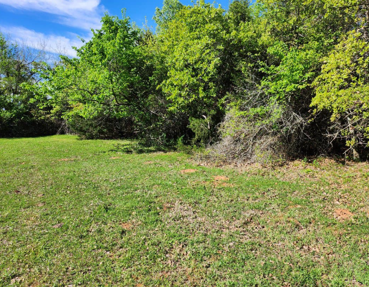 A grassy field bordered by a dense line of green trees under a bright blue sky.