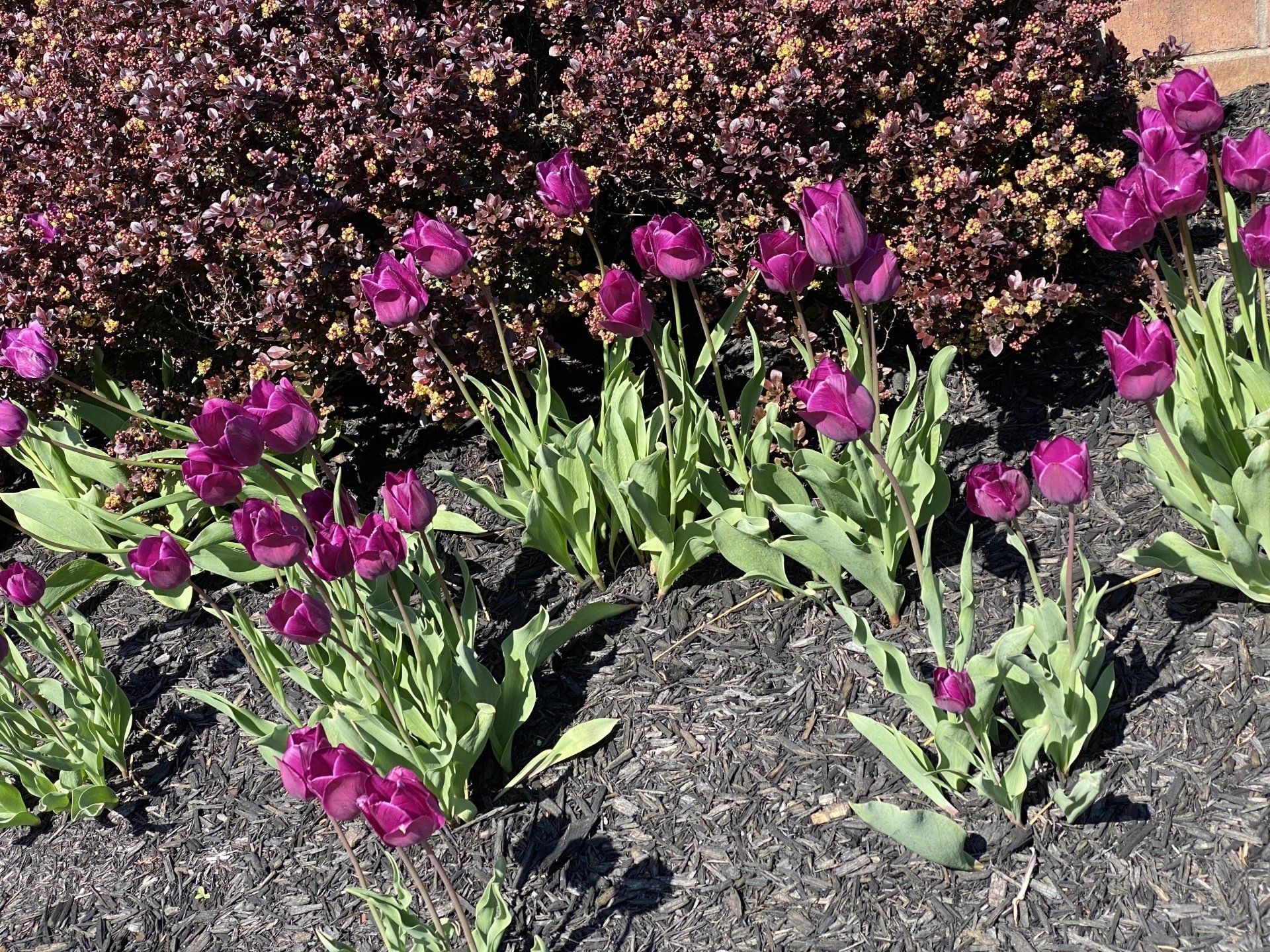 Purple Tulips Blooming in our courtyard of the Integrated Health Campus