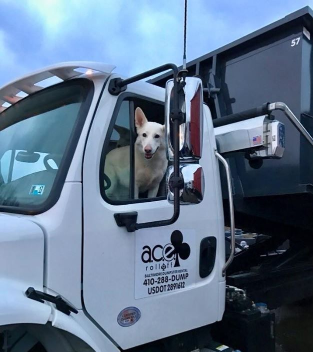 A dog is sitting in the driver's seat of a truck