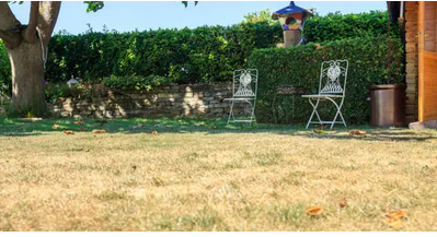 Two ornate metal chairs sit on a patch of dry, golden grass in a backyard garden with a hedge and stone wall in the back.