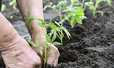 Hands planting a small green tomato seedling into dark, tilled garden soil.