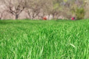 A close-up view of vibrant green grass in a field, with out-of-focus trees and distant figures in the background.