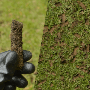 A gloved hand holds a soil plug extracted from a lawn, with the aerated grass area visible in the background.