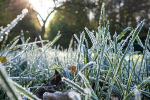 Close-up of blades of grass covered in white frost during a sunny morning.