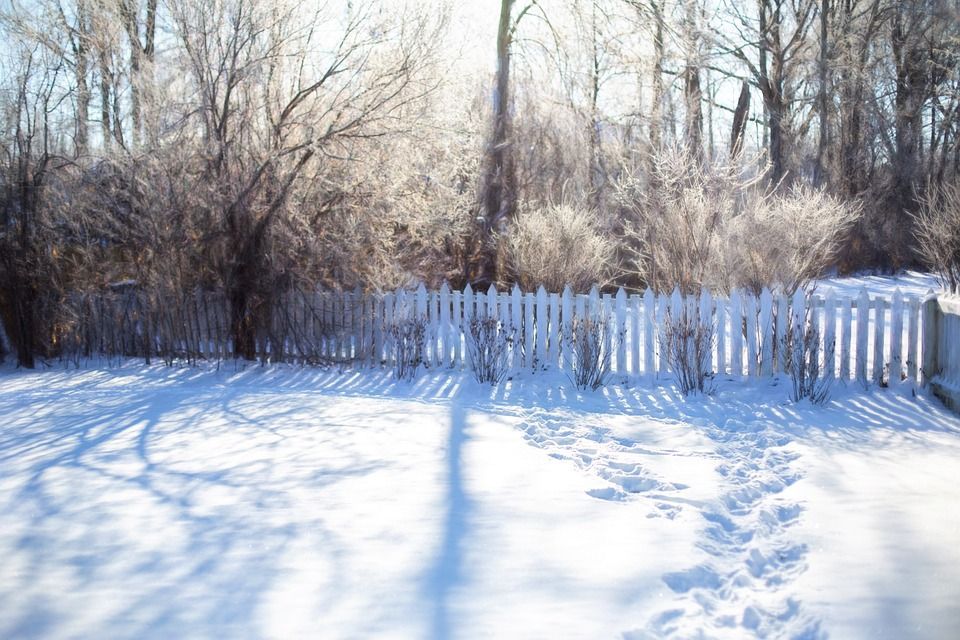 A snowy backyard with a white picket fence, frost-covered trees, and a path of footprints leading across the snow.