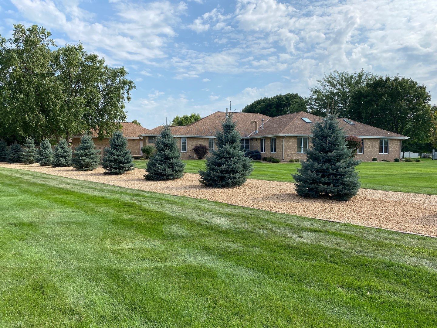 A single-story brick house with a lawn, a rock-covered landscaping bed, and a row of blue spruce evergreen trees.