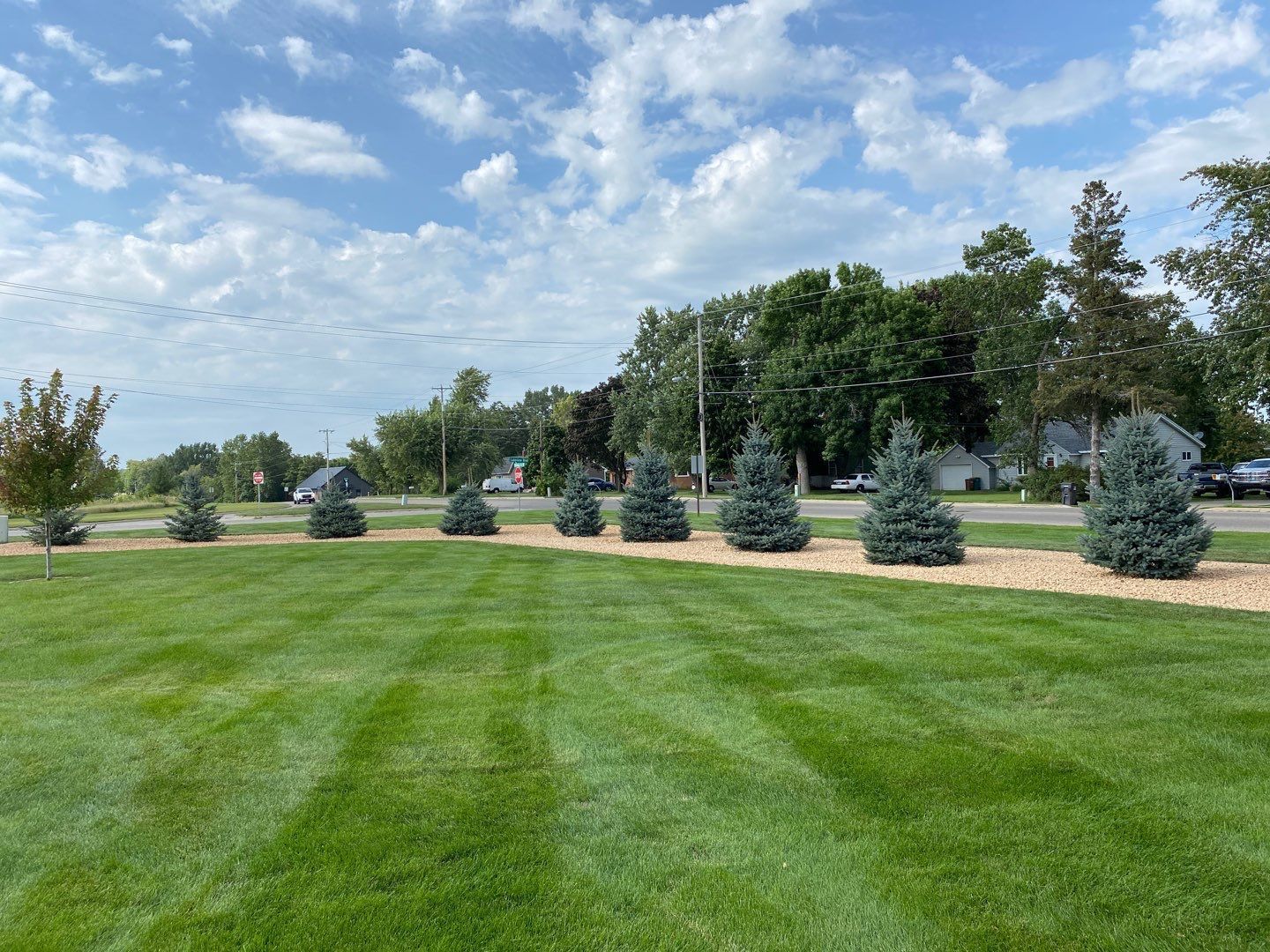 A row of blue spruce trees planted in mulch along a mowed green lawn under a blue sky with scattered clouds.