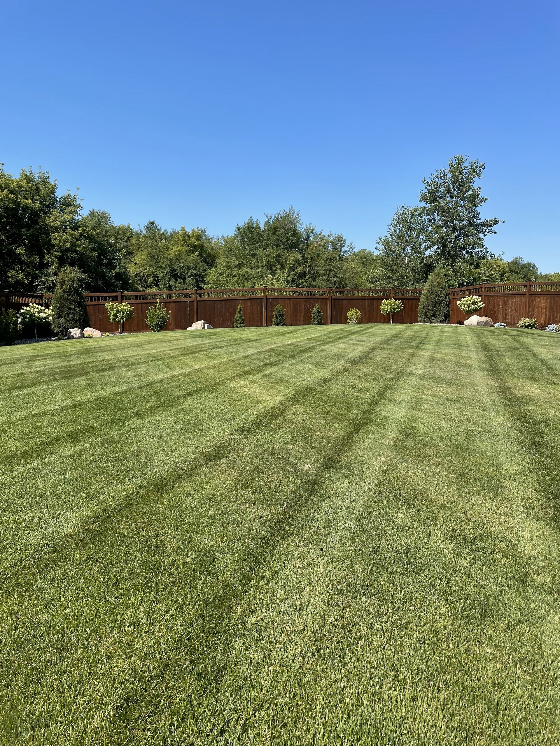 A freshly mowed, green lawn with visible grass stripes under a clear blue sky, bordered by a wooden fence and trees.