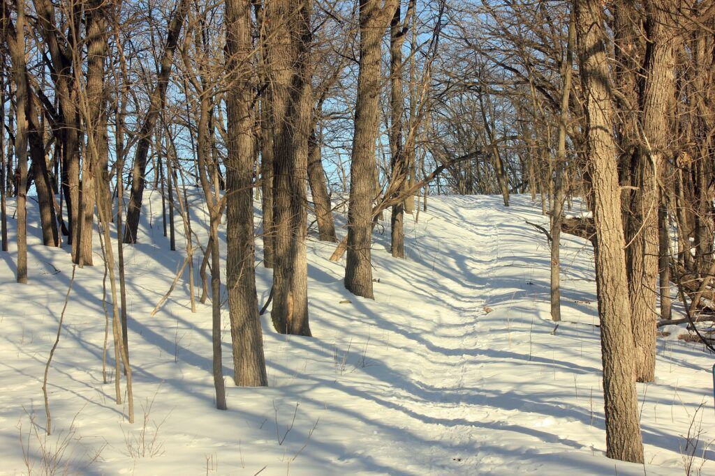 Bare trees in a snow-covered forest during winter with long shadows cast across the white ground.