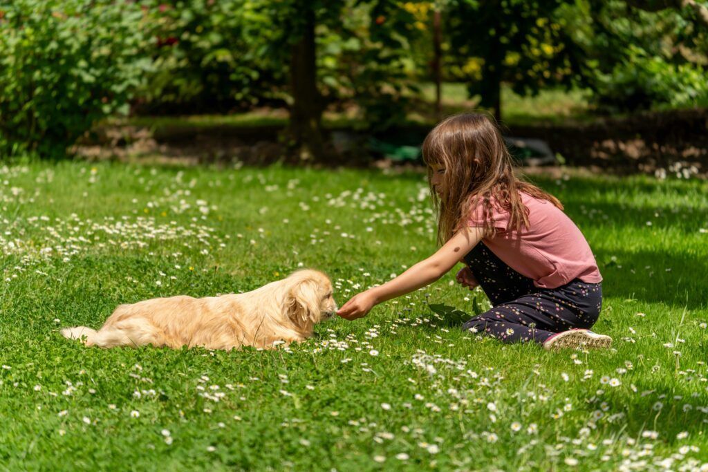 A person in a pink shirt sits on a grassy, daisy-filled lawn and offers a treat to a golden-colored dog.