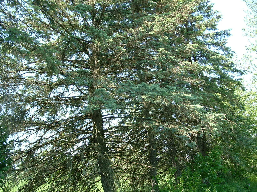 A row of infected colorado spruce