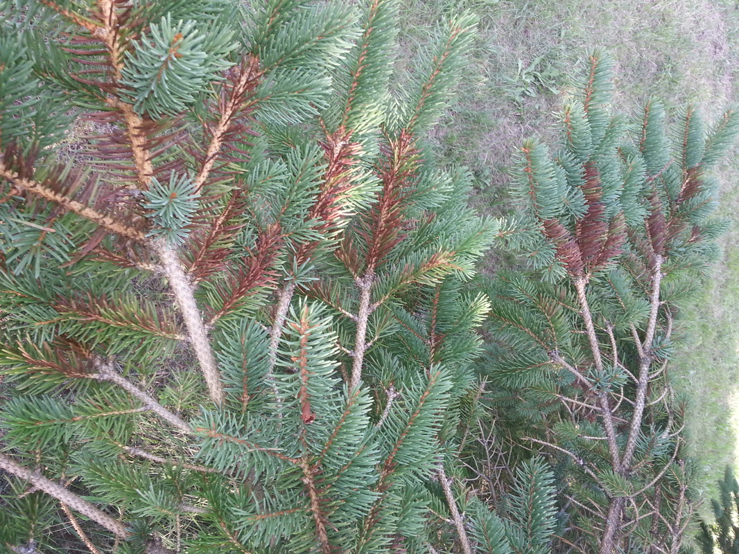 Newly infected needles on a colarado spruce