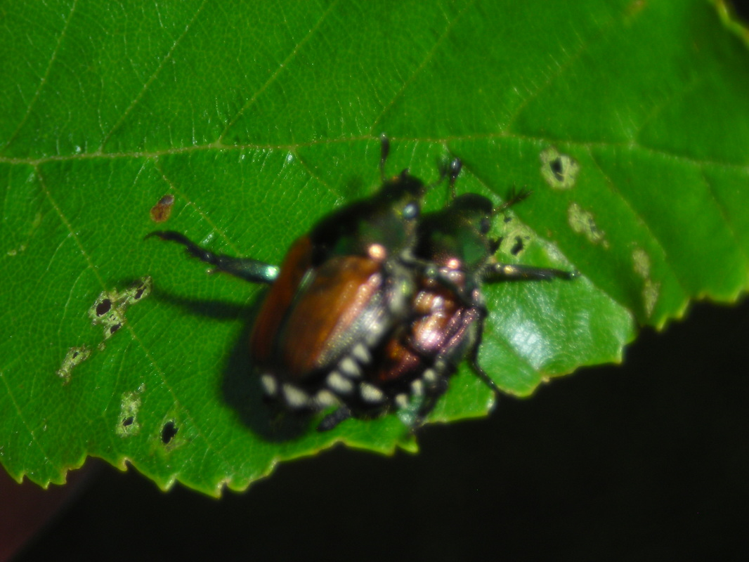 Jananese beetles are commonly found in pairs
