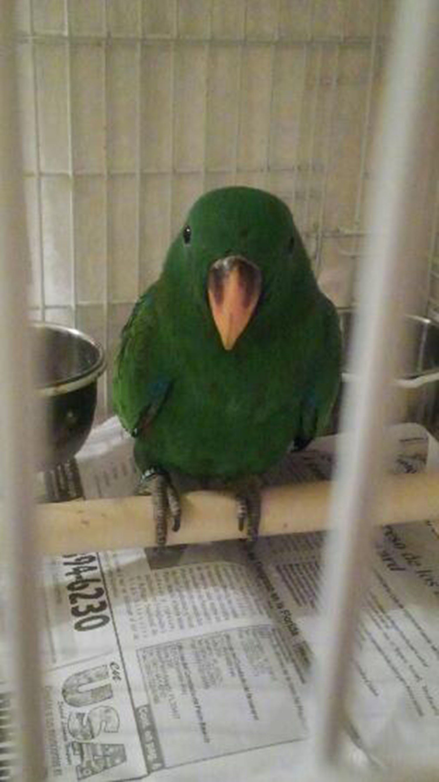 solely-solomon-aviaries-gallery-044