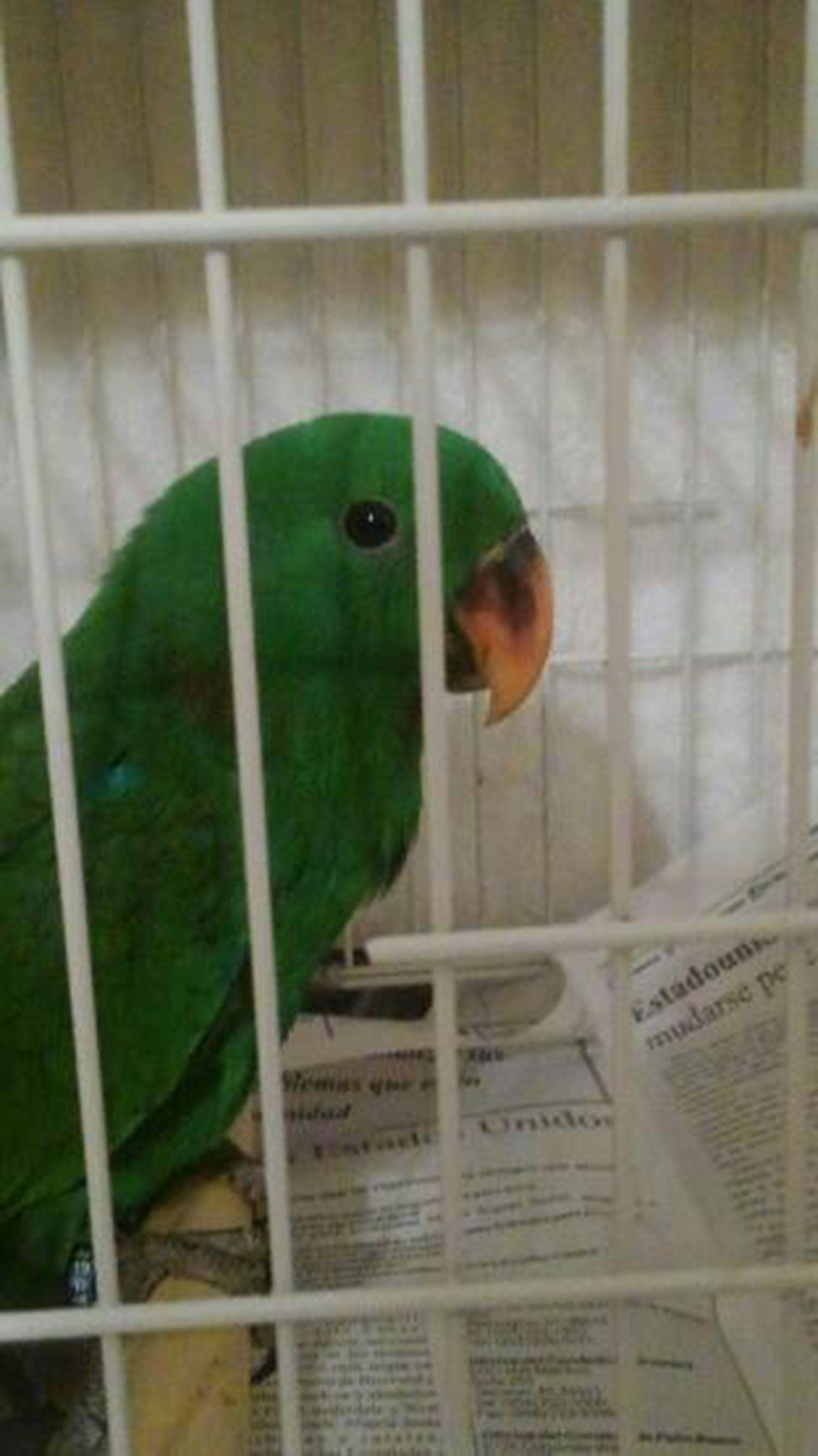 solely-solomon-aviaries-gallery-043