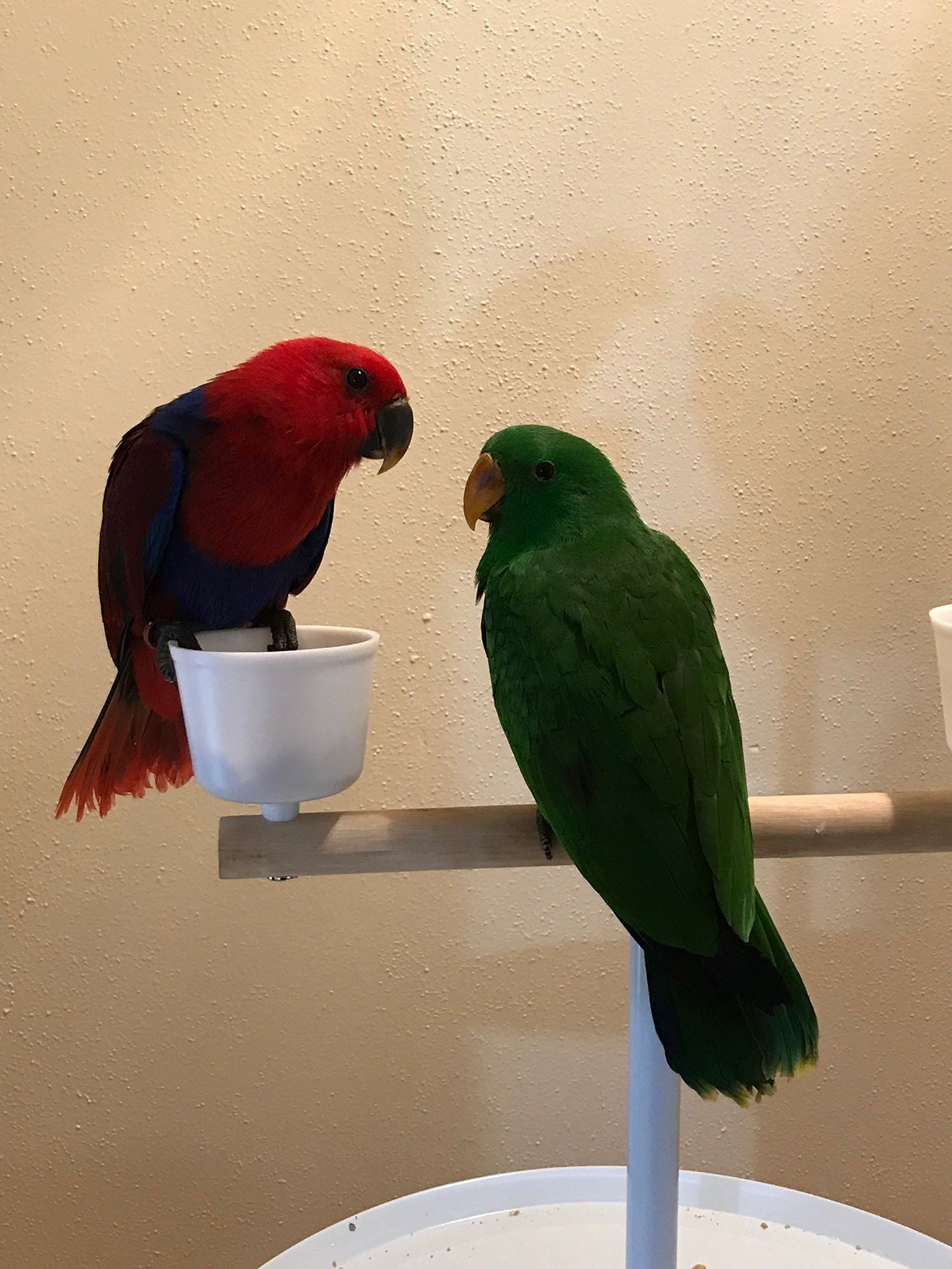 solely-solomon-aviaries-gallery-014