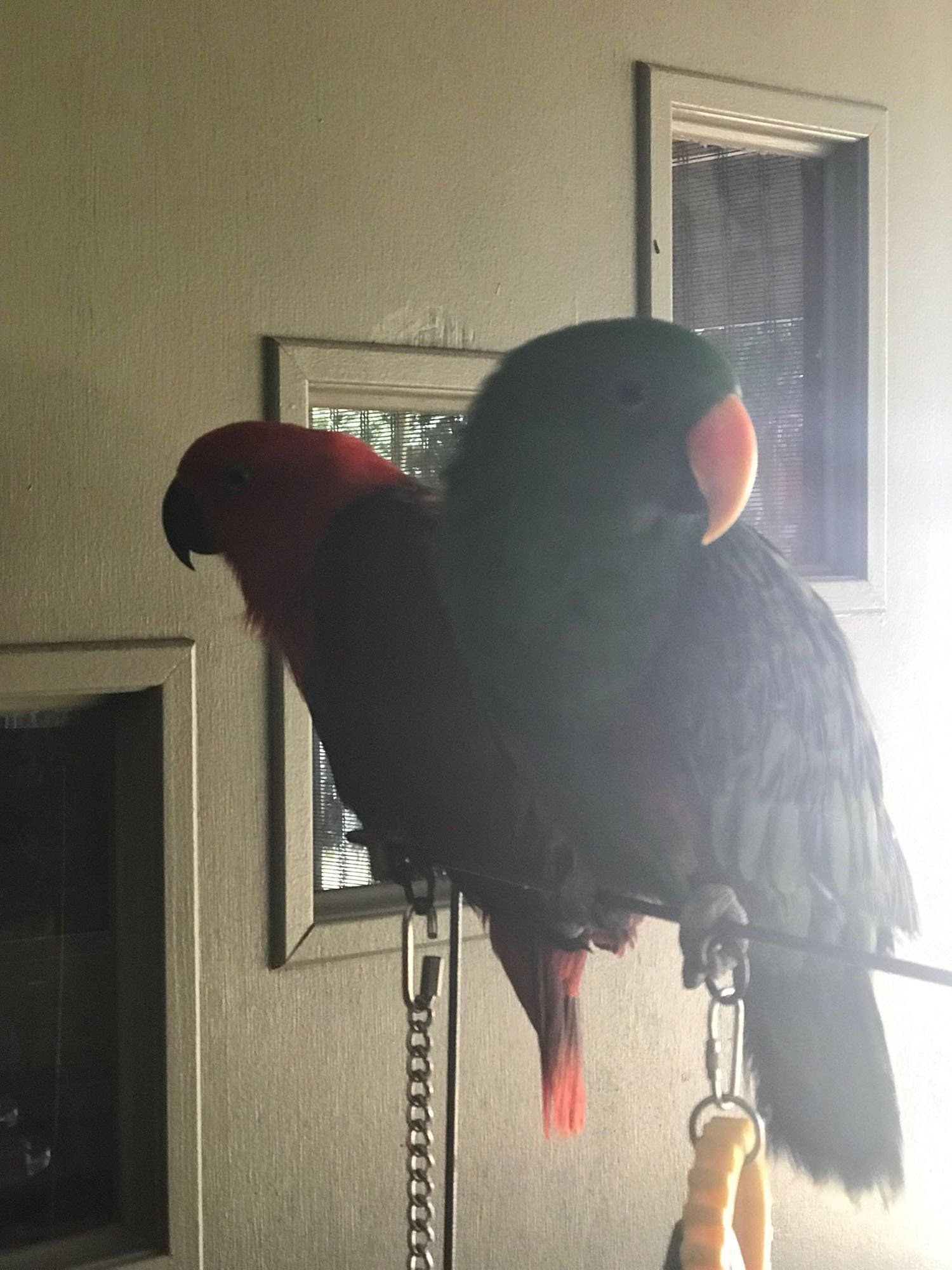 solely-solomon-aviaries-gallery-012