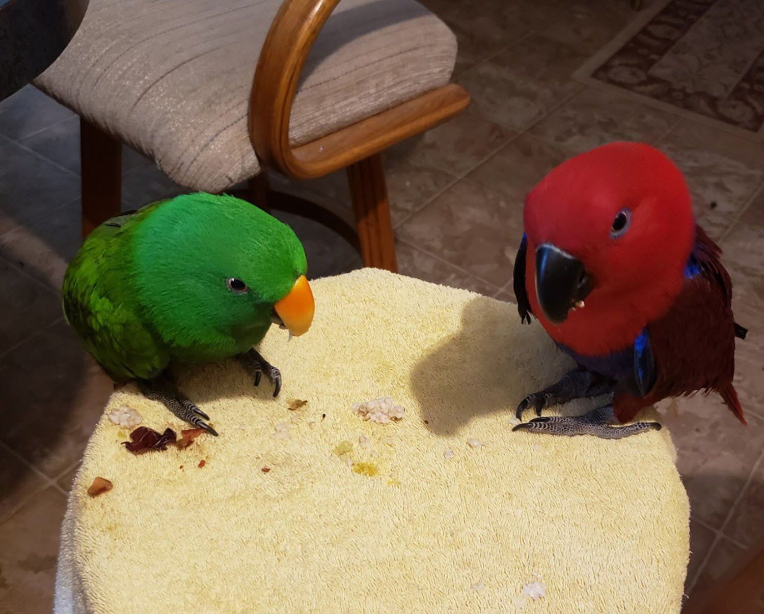 solely-solomon-aviaries-gallery-013